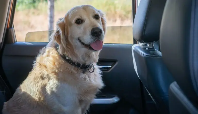 Happy pet dog riding in NYC car service
